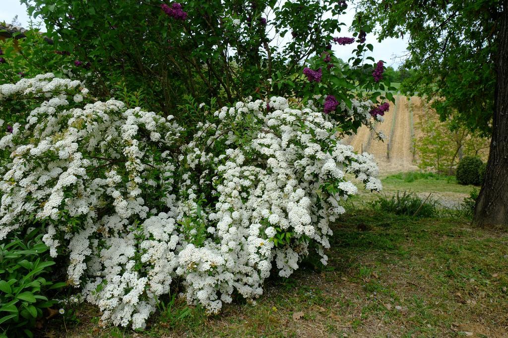 Agriturismo La Roverella Монтерони-д'Арбия Экстерьер фото